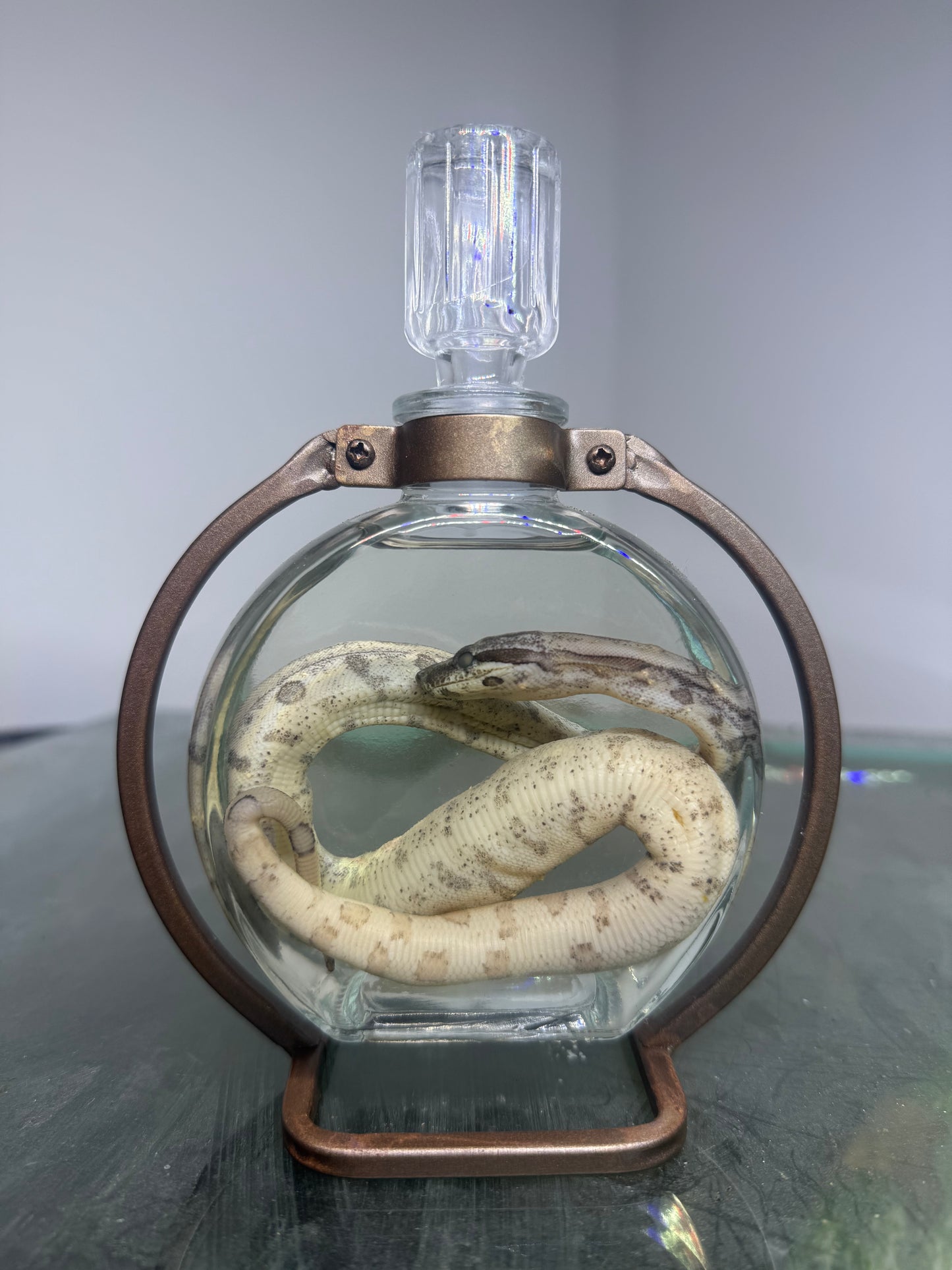 Jungle Boa Specimen