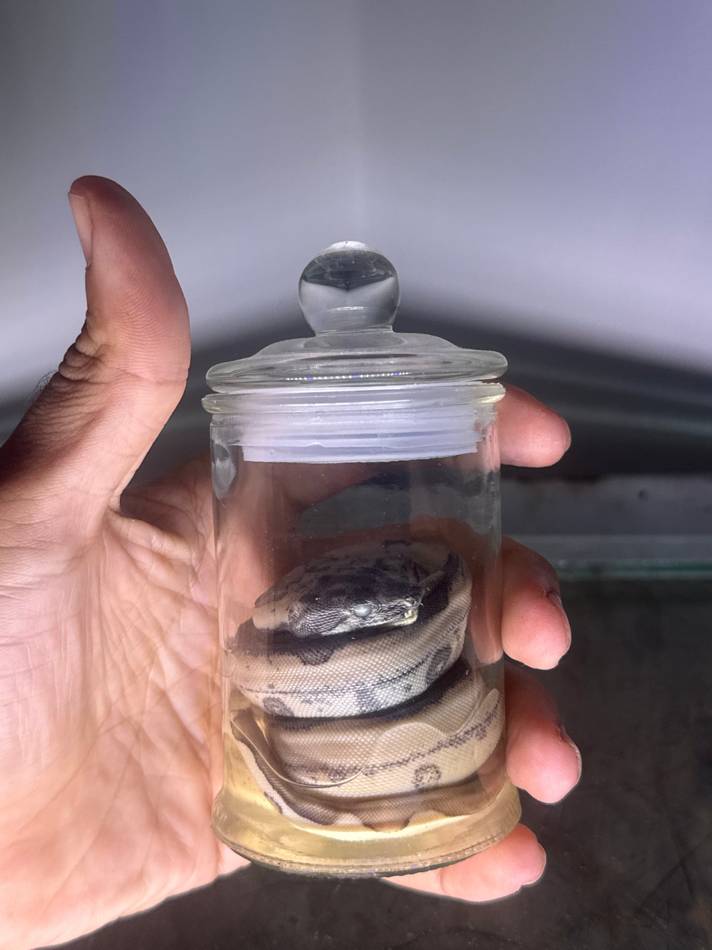 Jungle Boa Constrictor Specimen