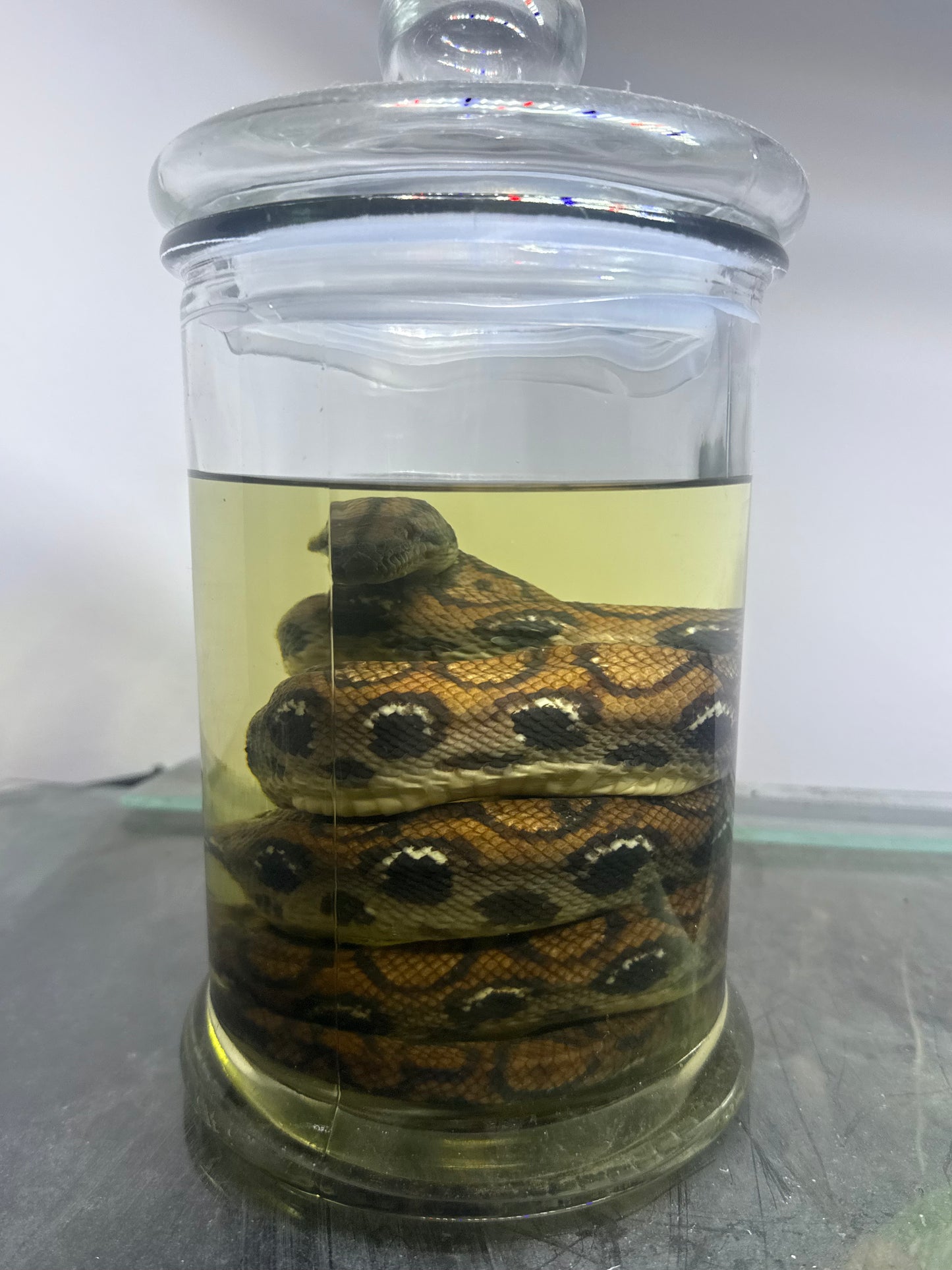 Rainbow Boa Specimen Large