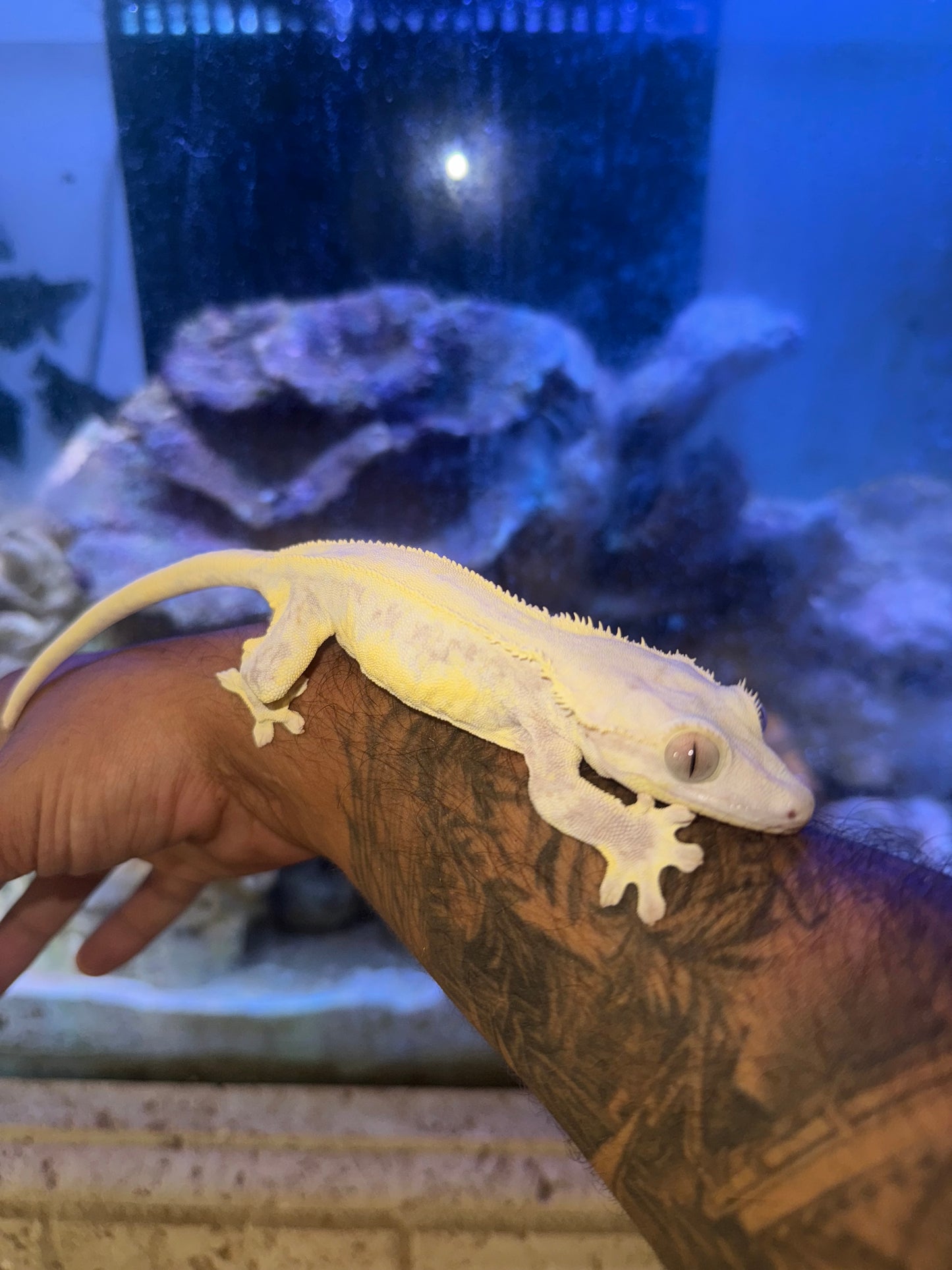 Lilly White Crested Gecko