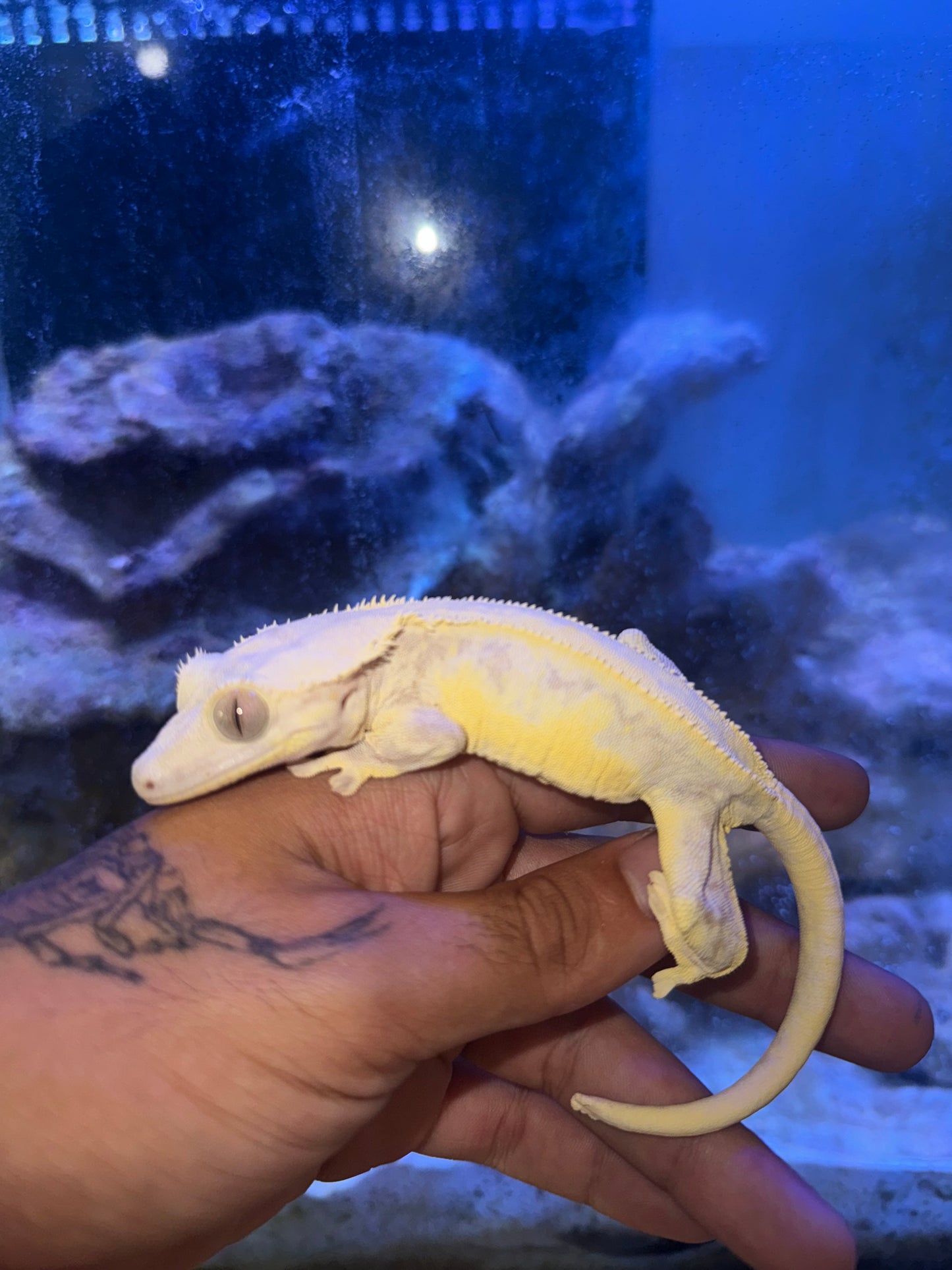 Lilly White Crested Gecko