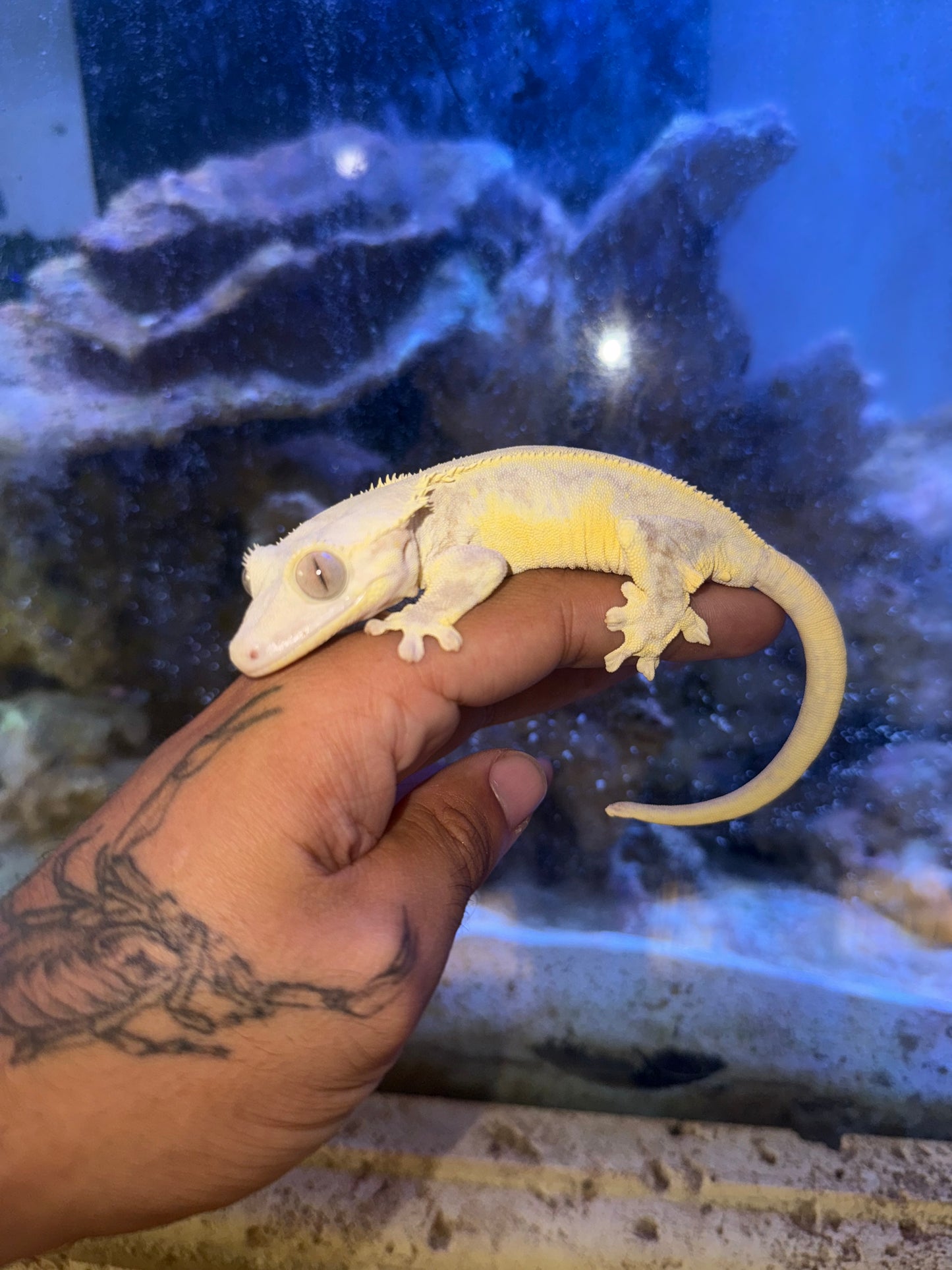 Lilly White Crested Gecko