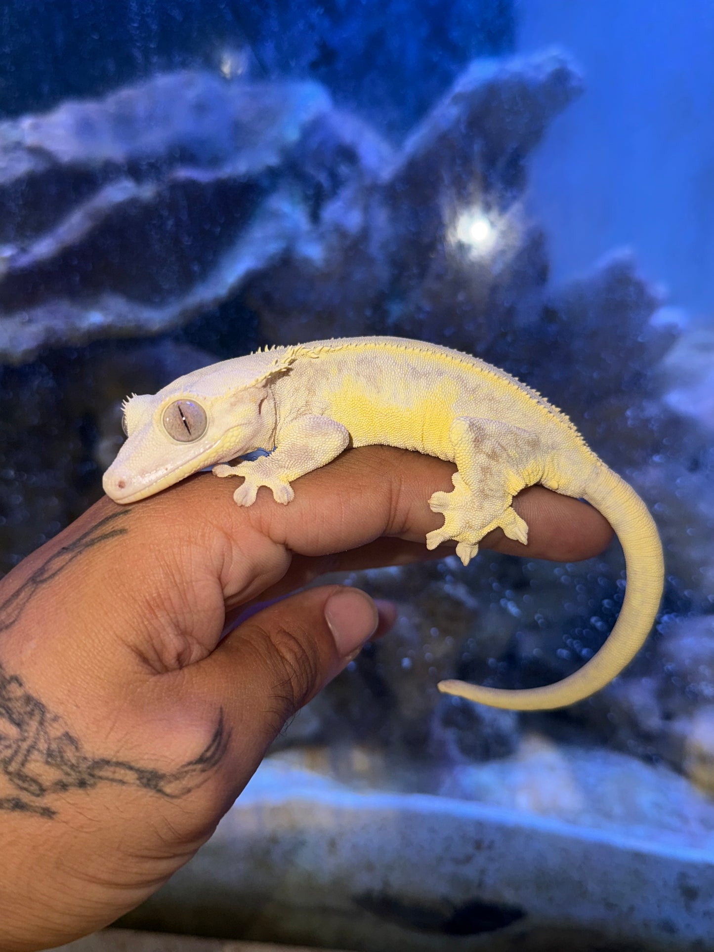 Lilly White Crested Gecko