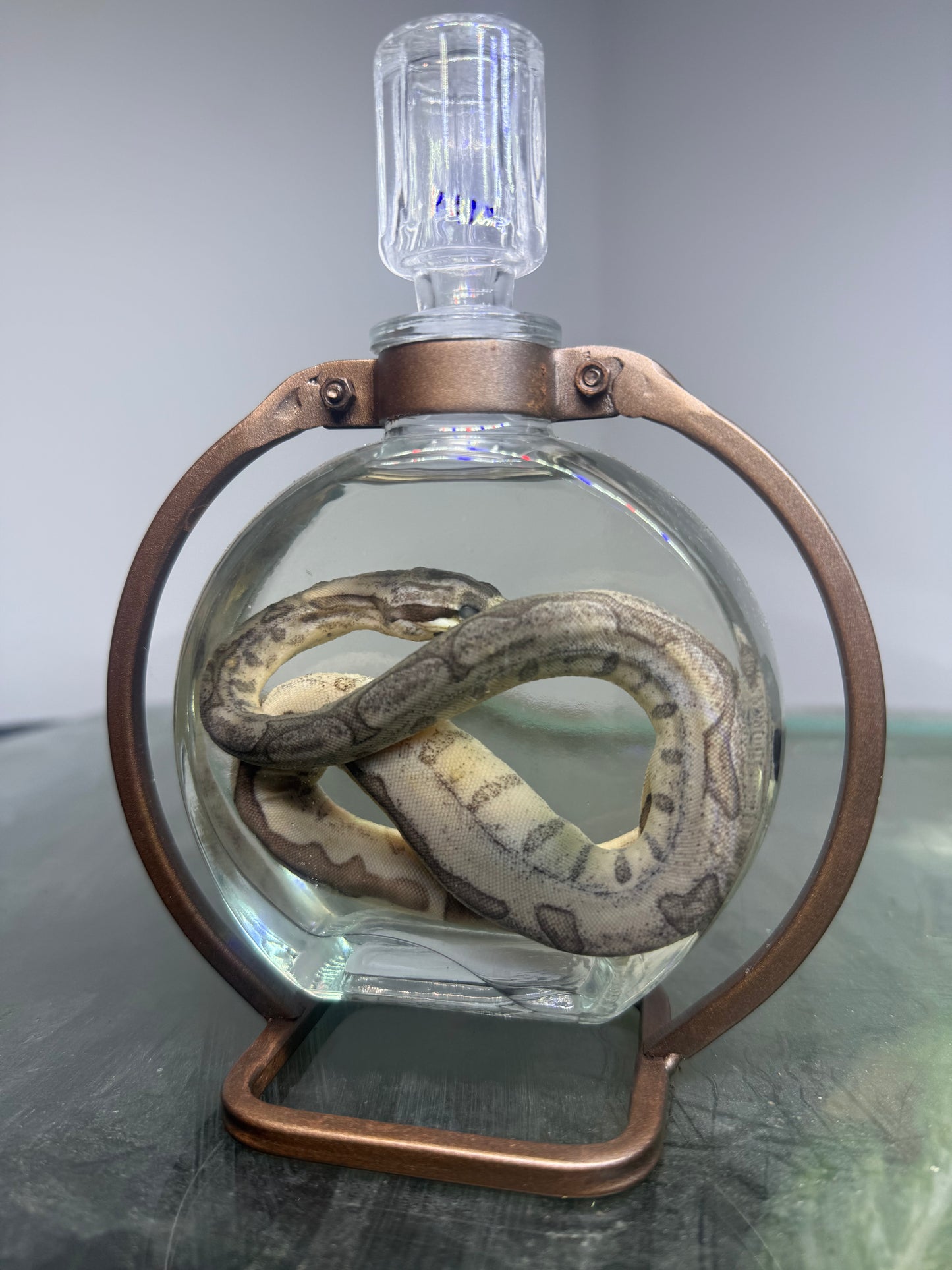 Jungle Boa Specimen