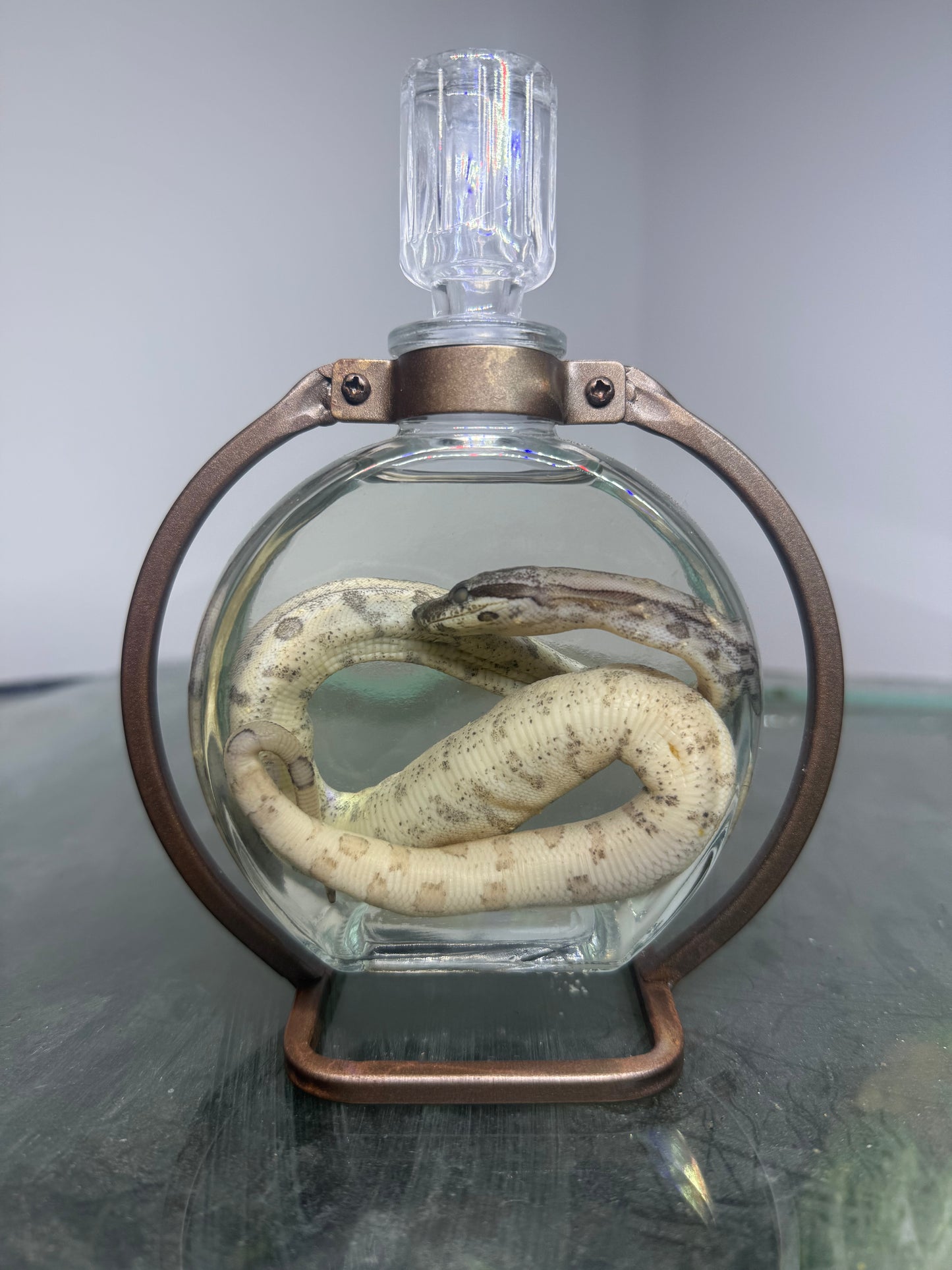 Jungle Boa Specimen