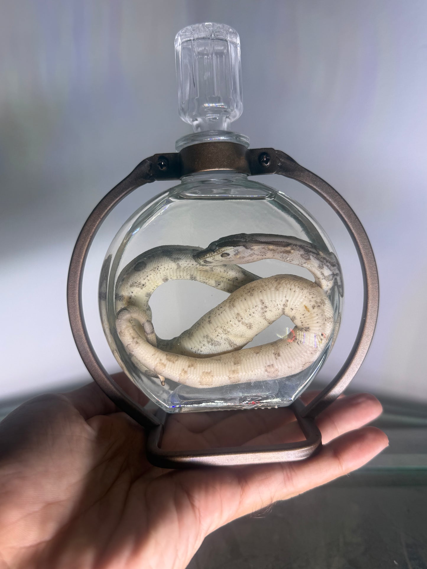Jungle Boa Specimen