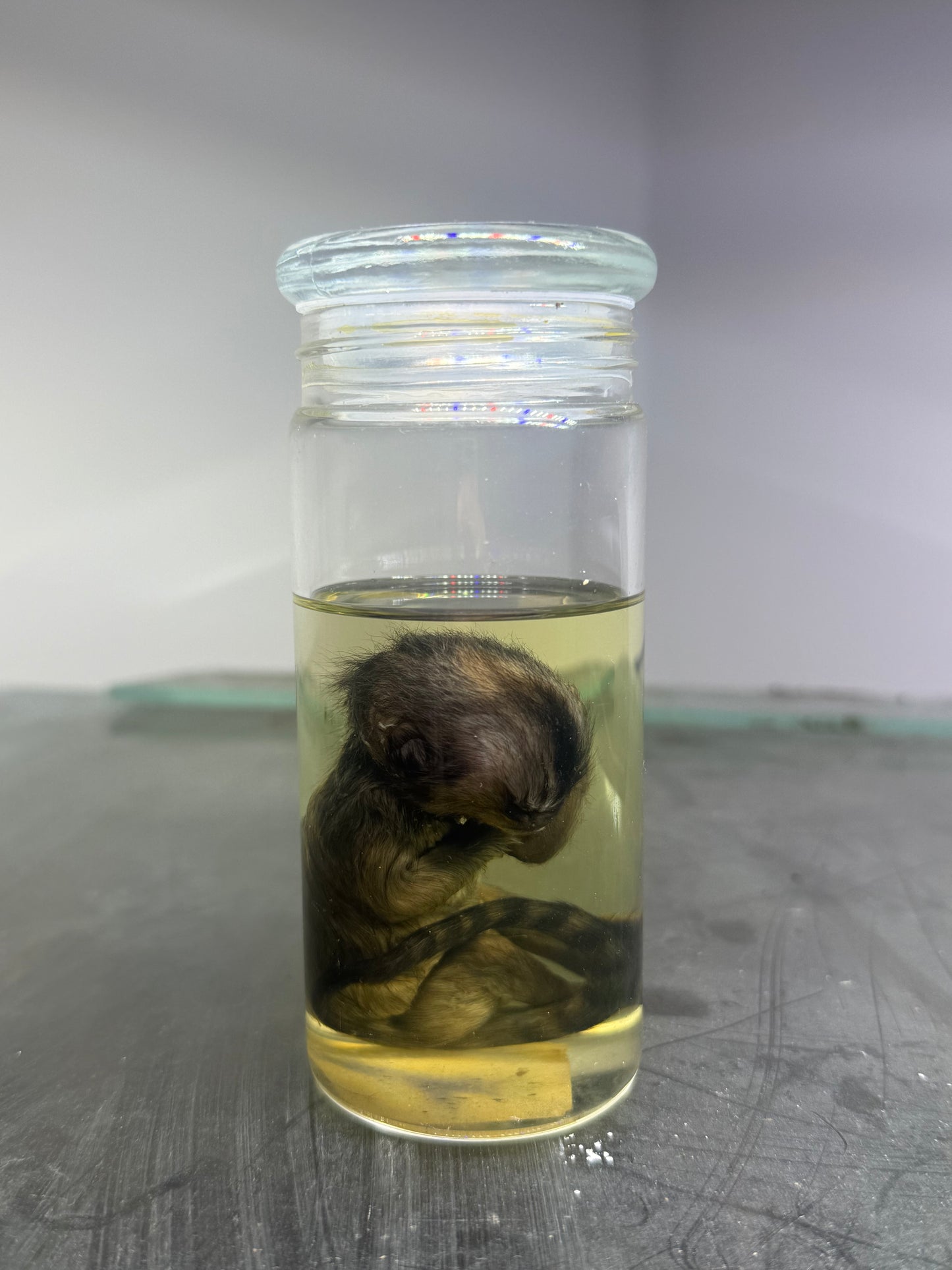 Marmoset Monkey Specimen
