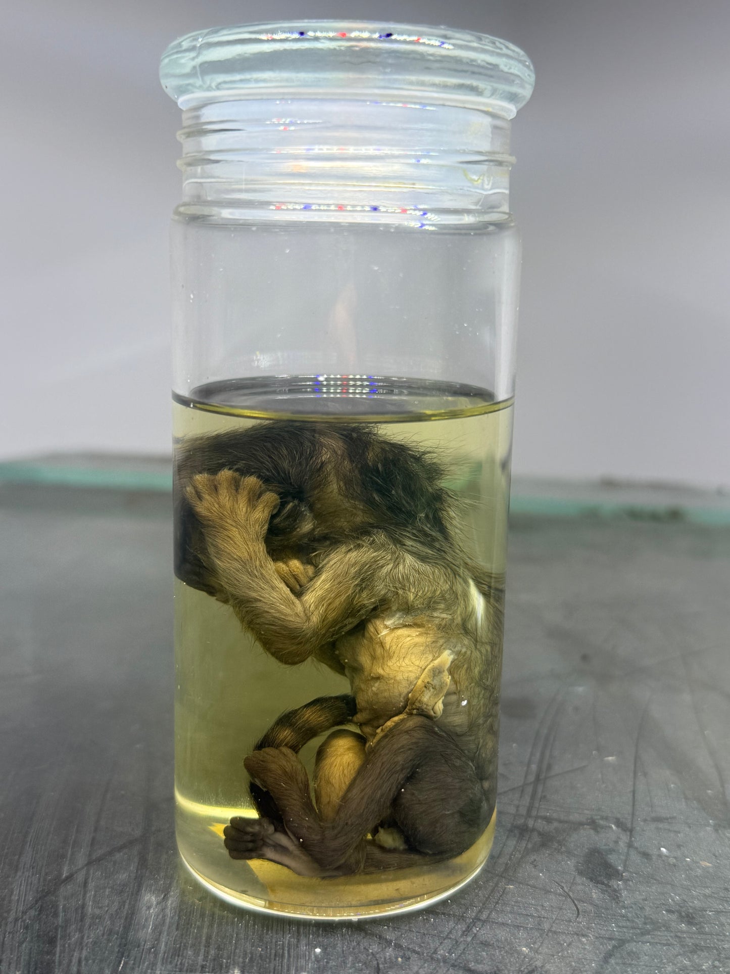 Marmoset Monkey Specimen