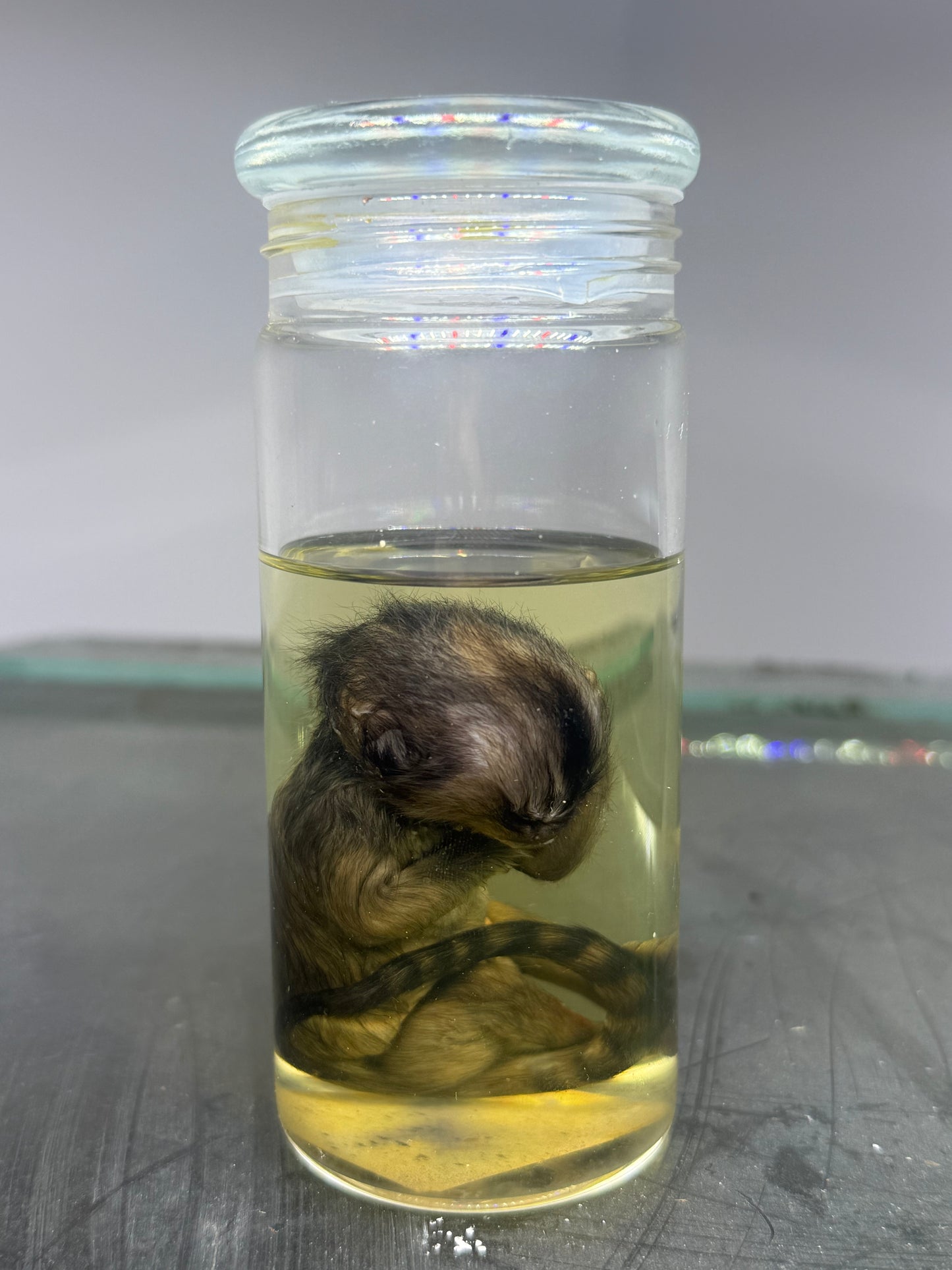 Marmoset Monkey Specimen