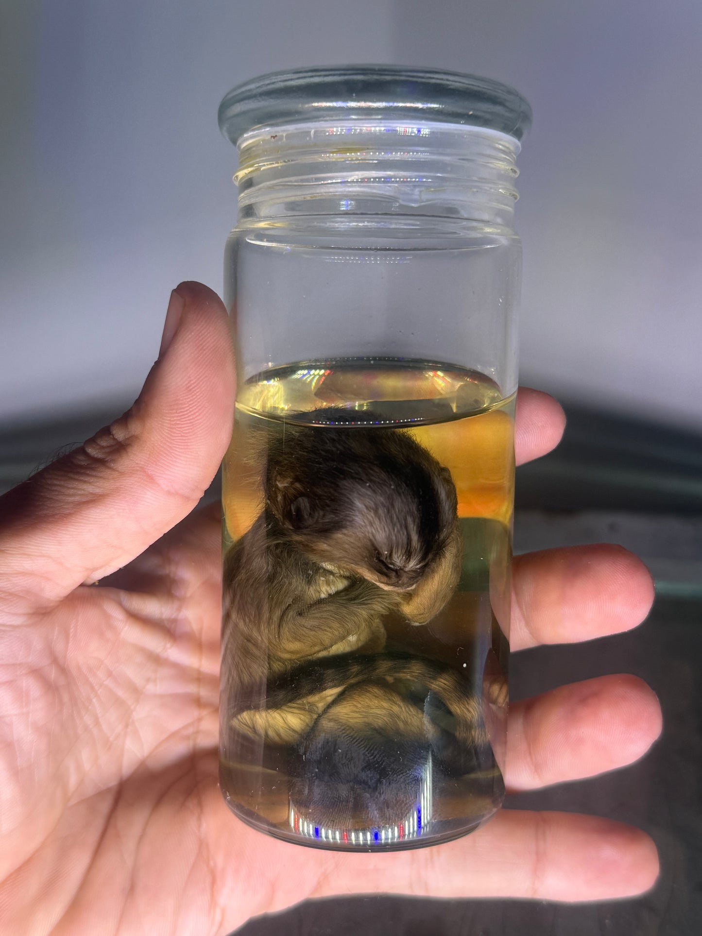Marmoset Monkey Specimen