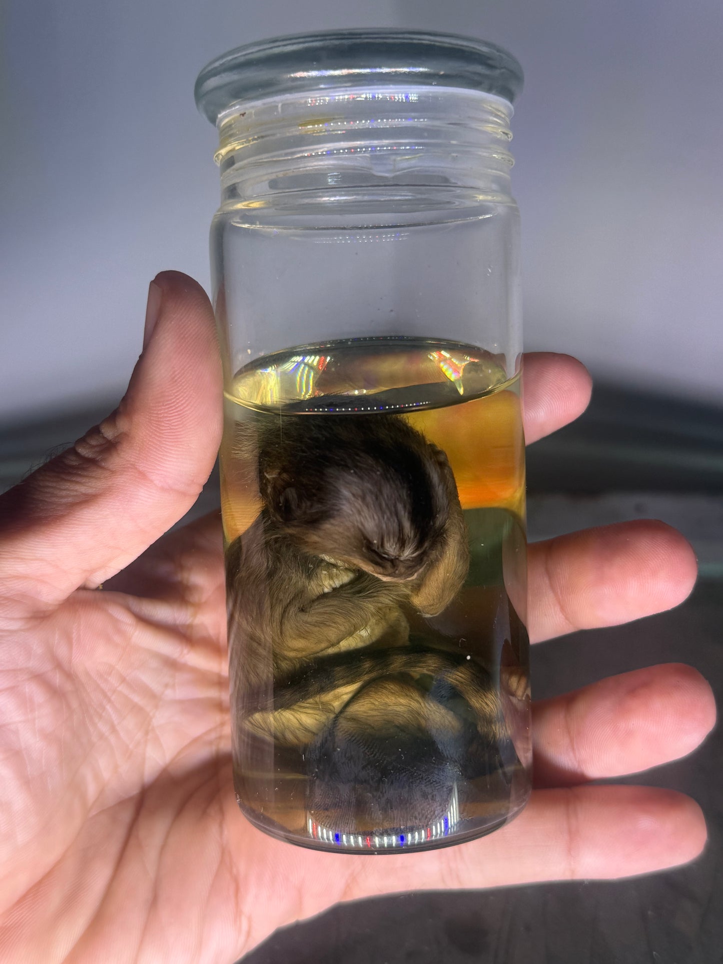 Marmoset Monkey Specimen