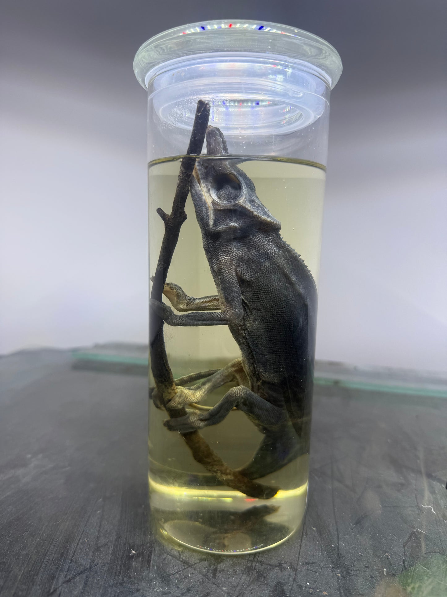 Fork-Nosed Chameleon Specimen