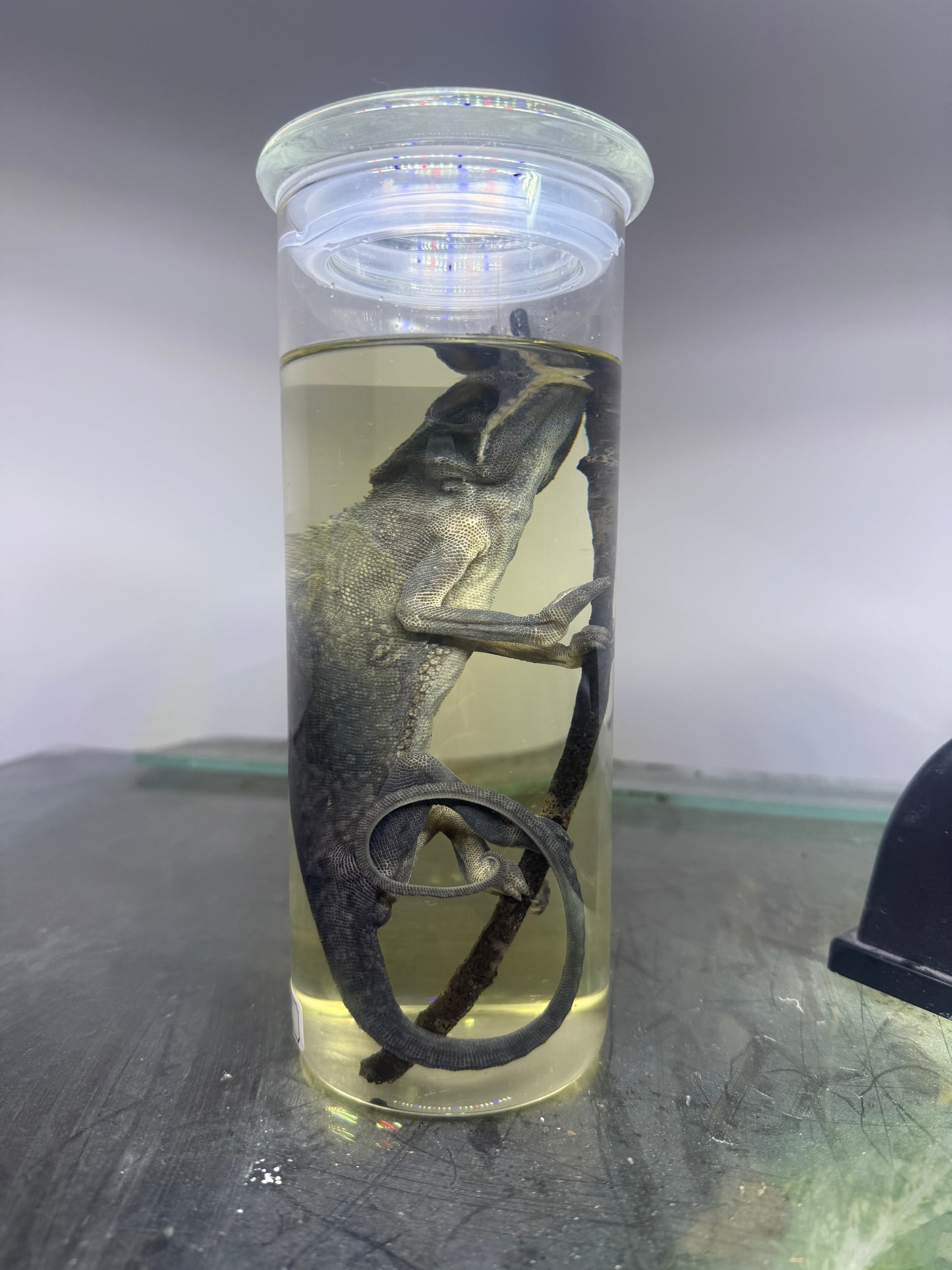 Fork-Nosed Chameleon Specimen