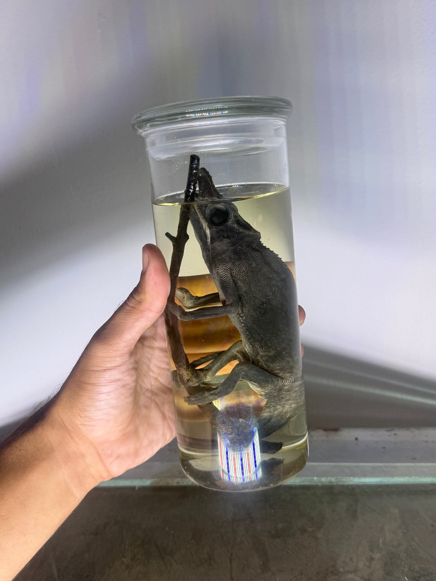Fork-Nosed Chameleon Specimen