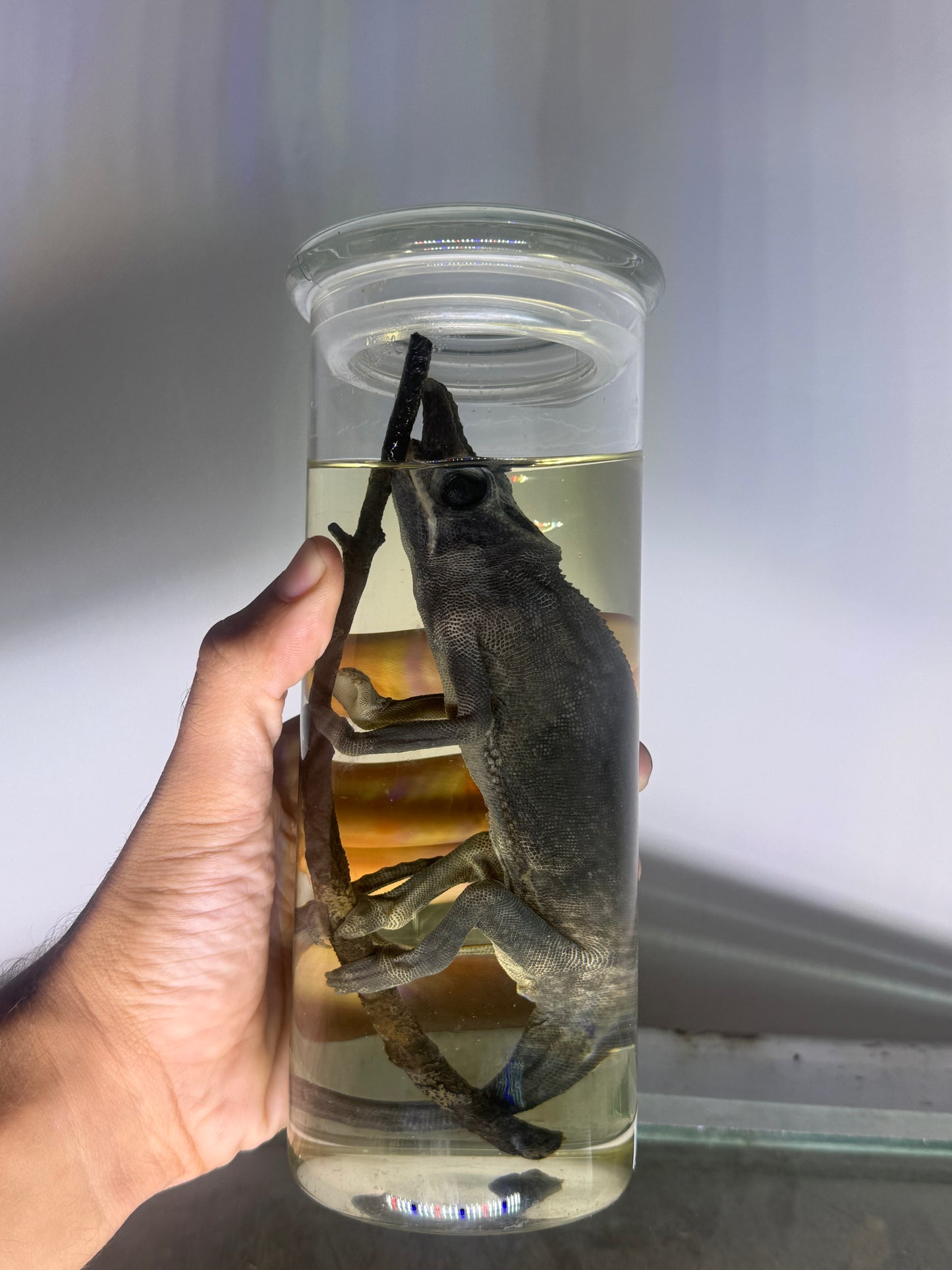 Fork-Nosed Chameleon Specimen