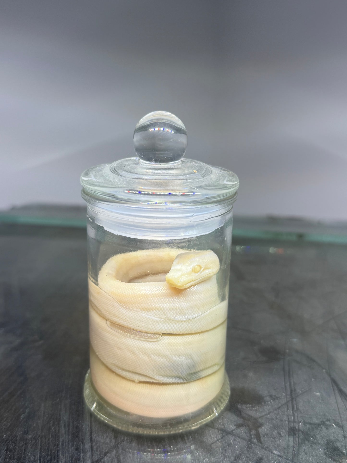 Albino Boa Constrictor Specimen