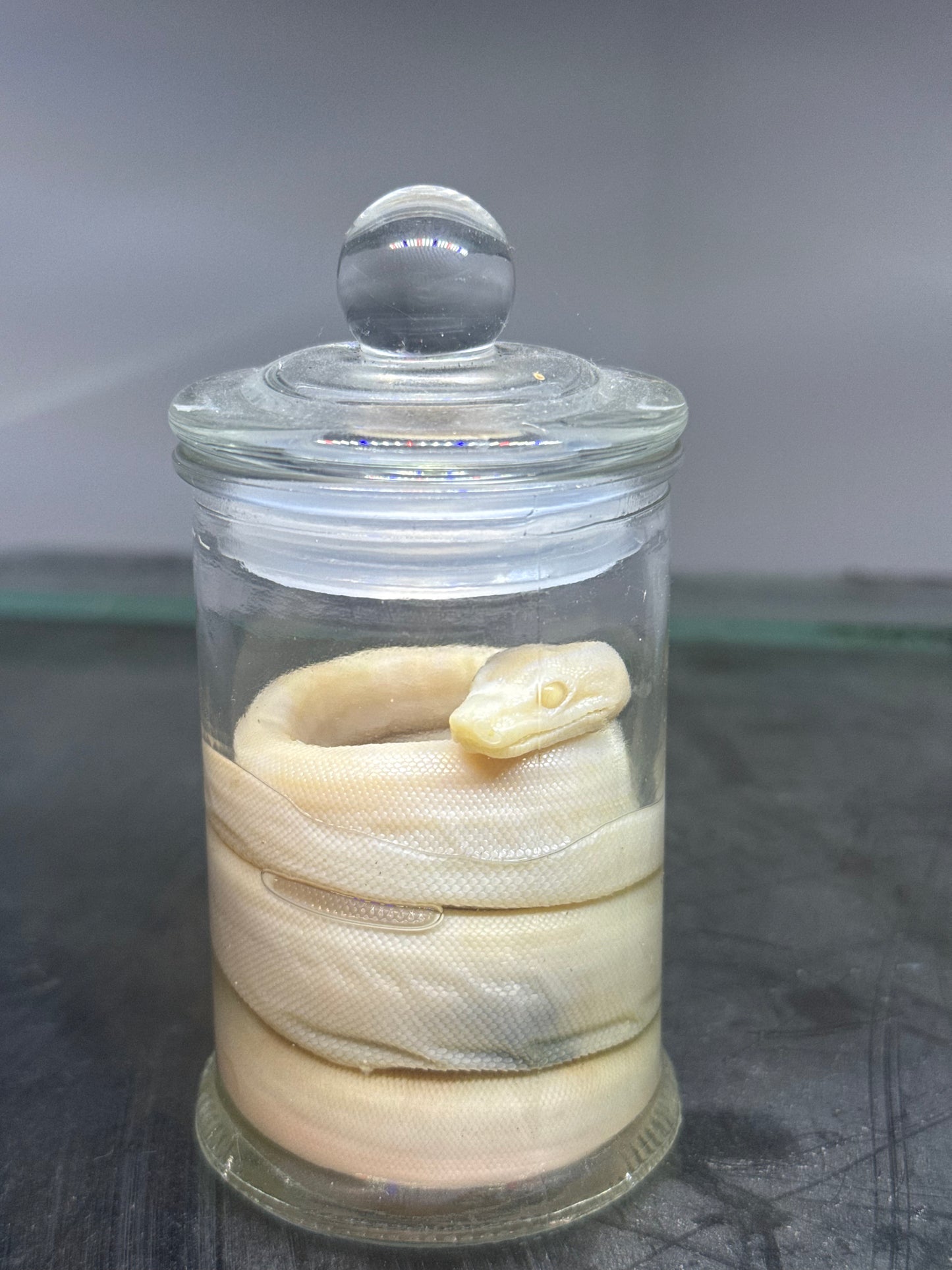 Albino Boa Constrictor Specimen