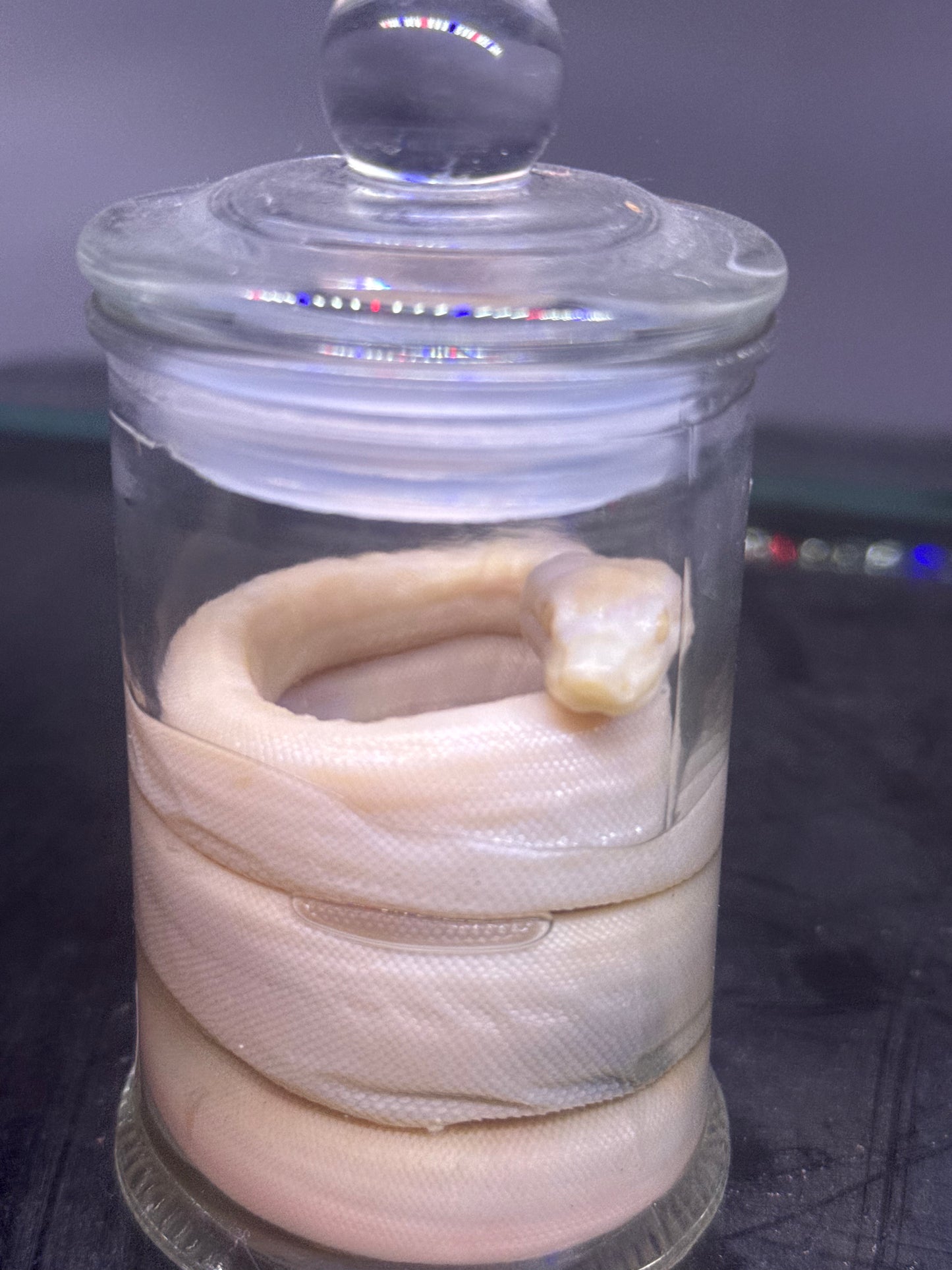Albino Boa Constrictor Specimen