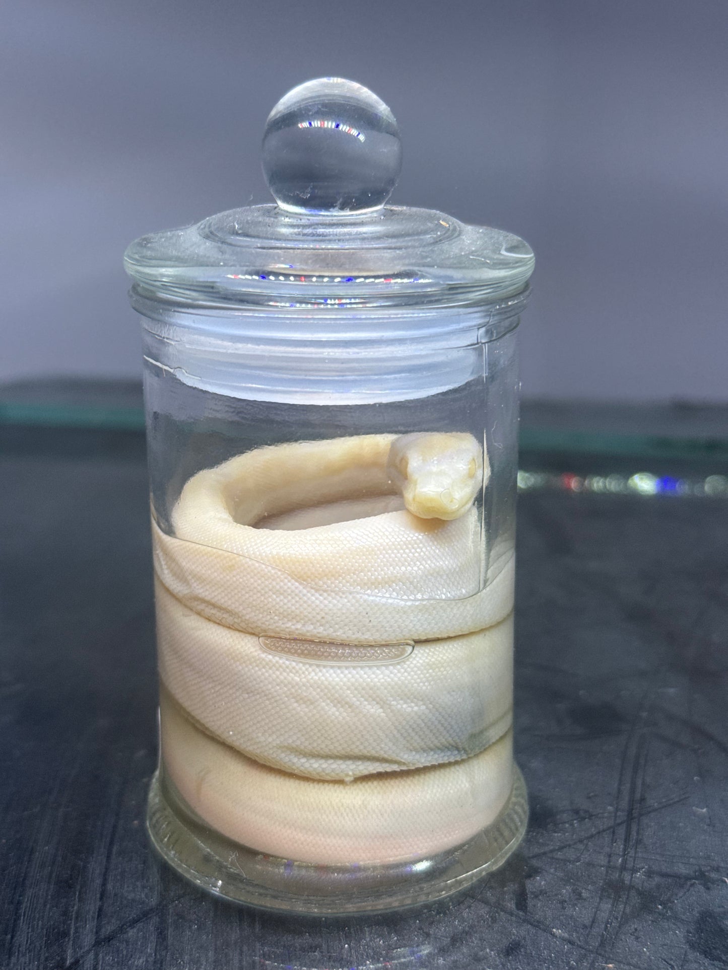 Albino Boa Constrictor Specimen