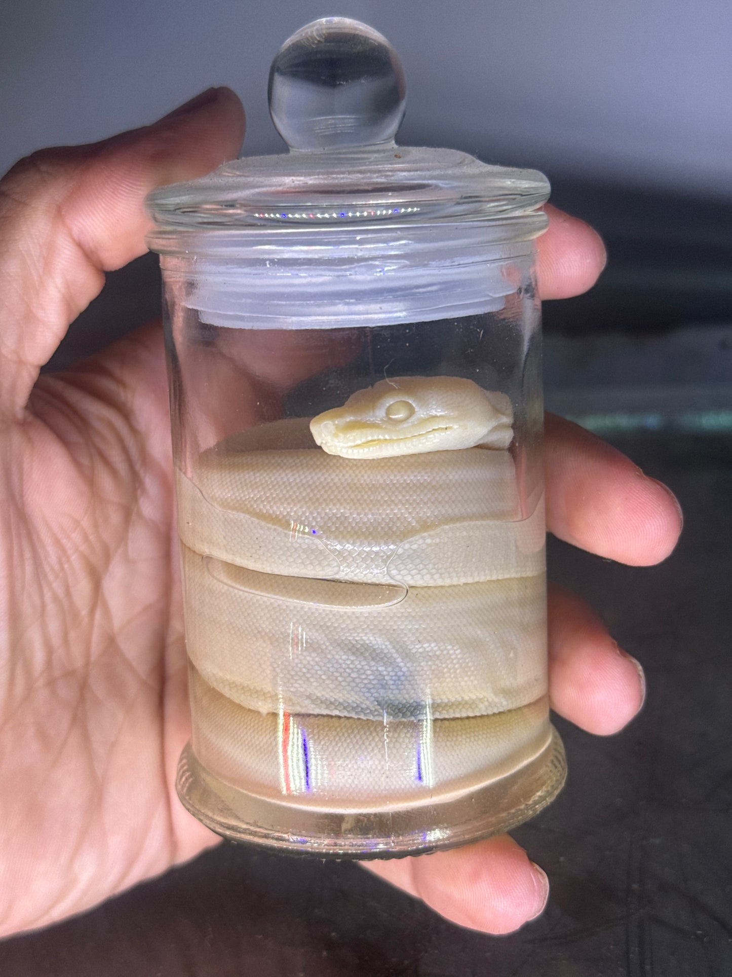 Albino Boa Constrictor Specimen