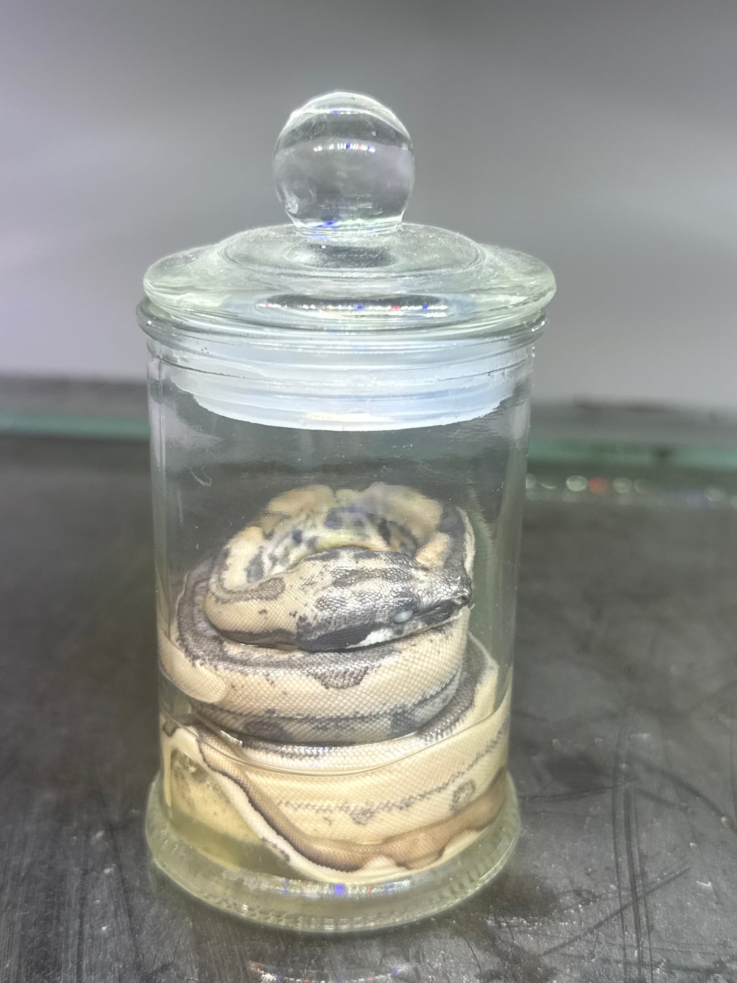 Jungle Boa Constrictor Specimen