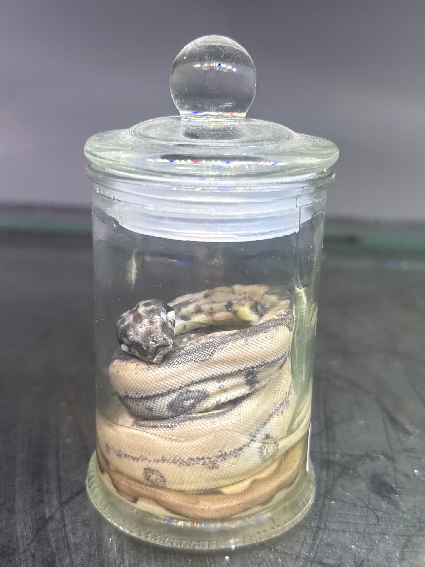 Jungle Boa Constrictor Specimen