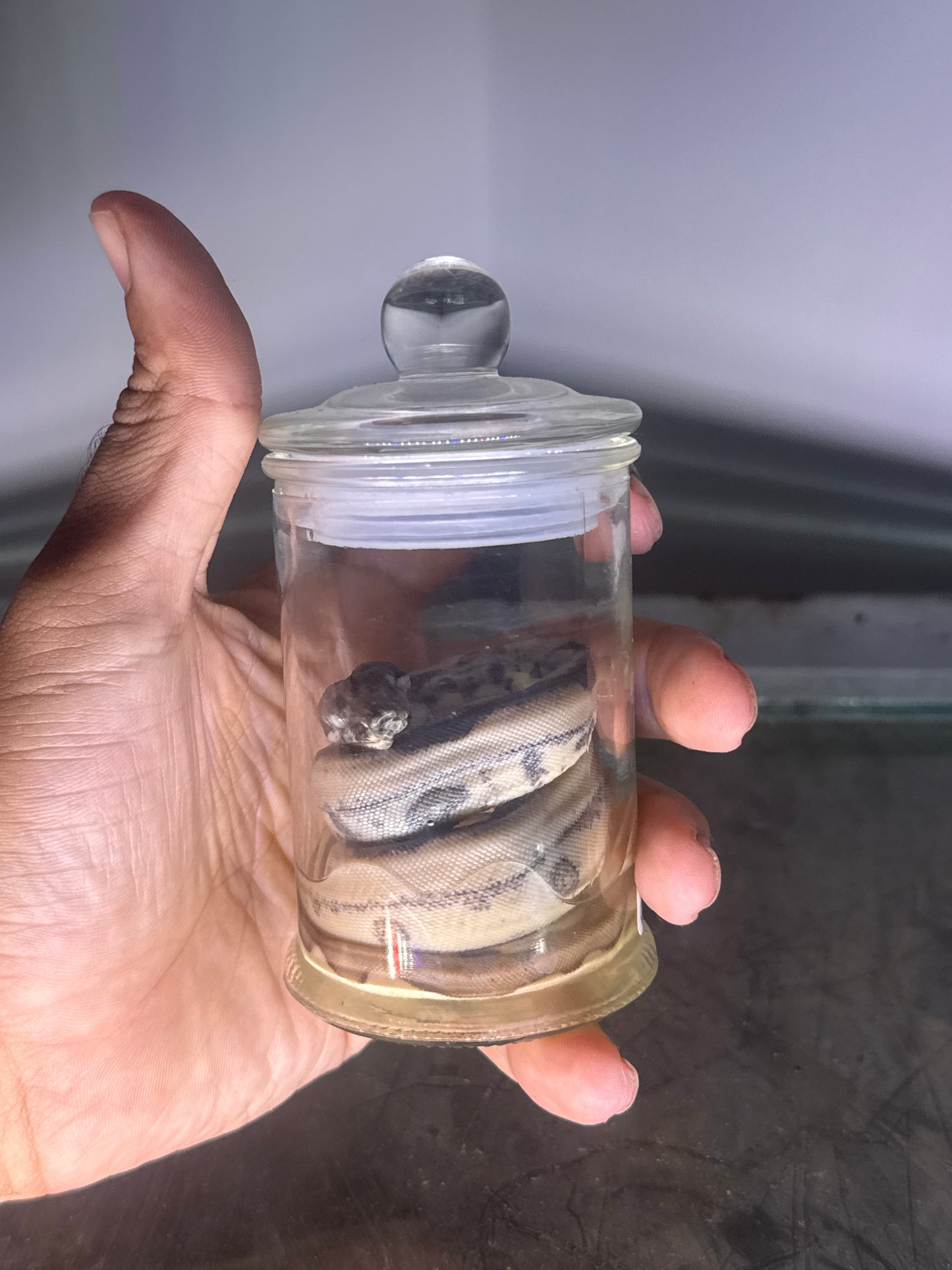 Jungle Boa Constrictor Specimen