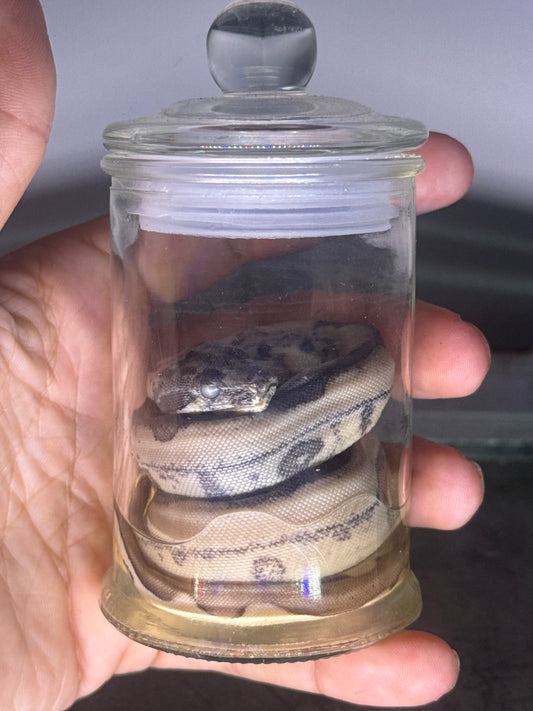 Jungle Boa Constrictor Specimen