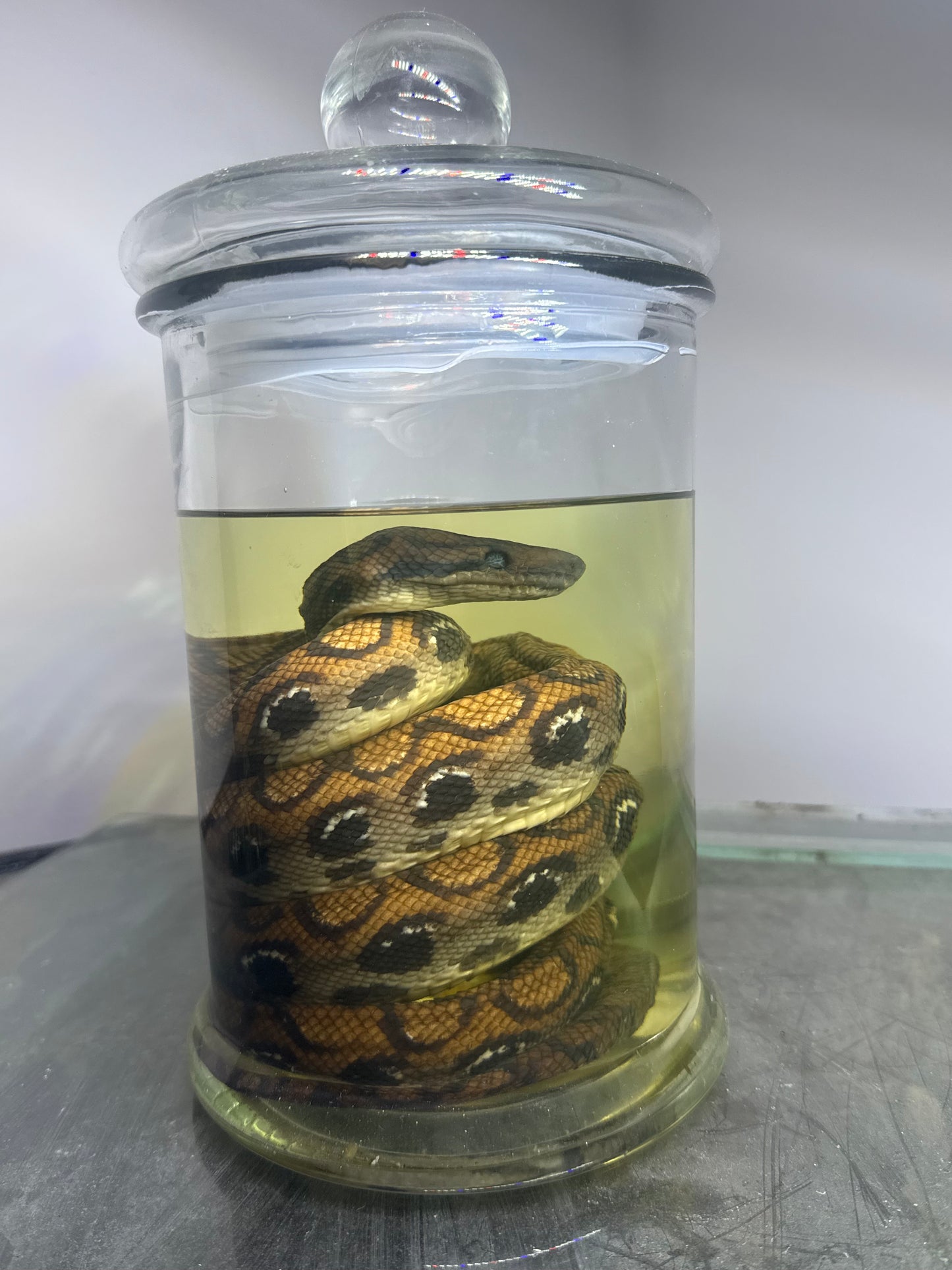 Rainbow Boa Specimen Large