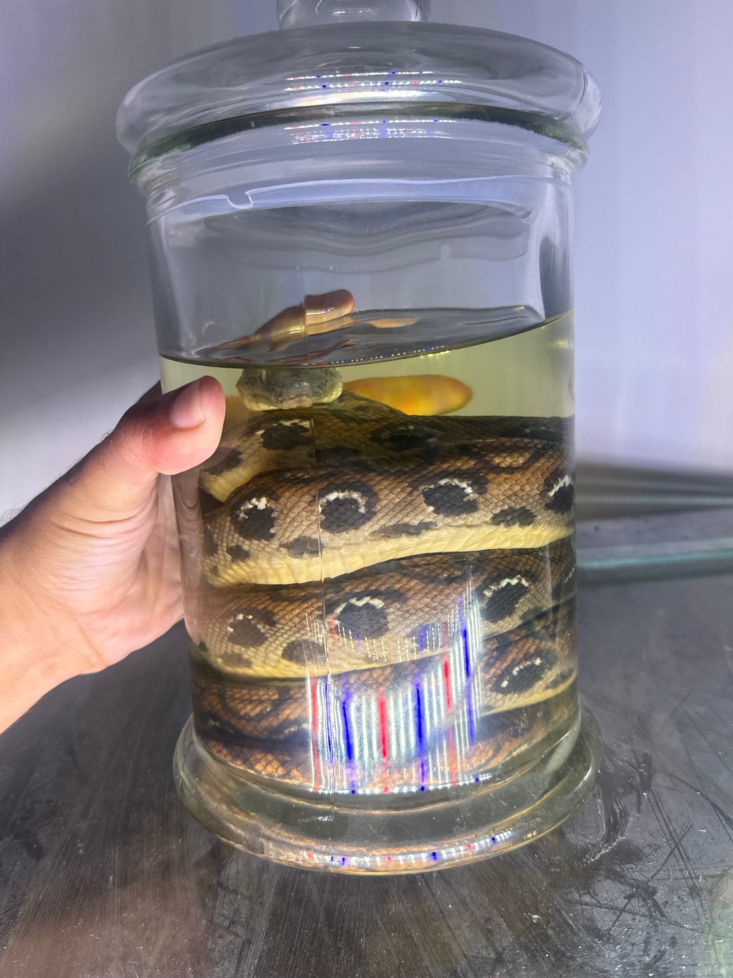 Rainbow Boa Specimen Large