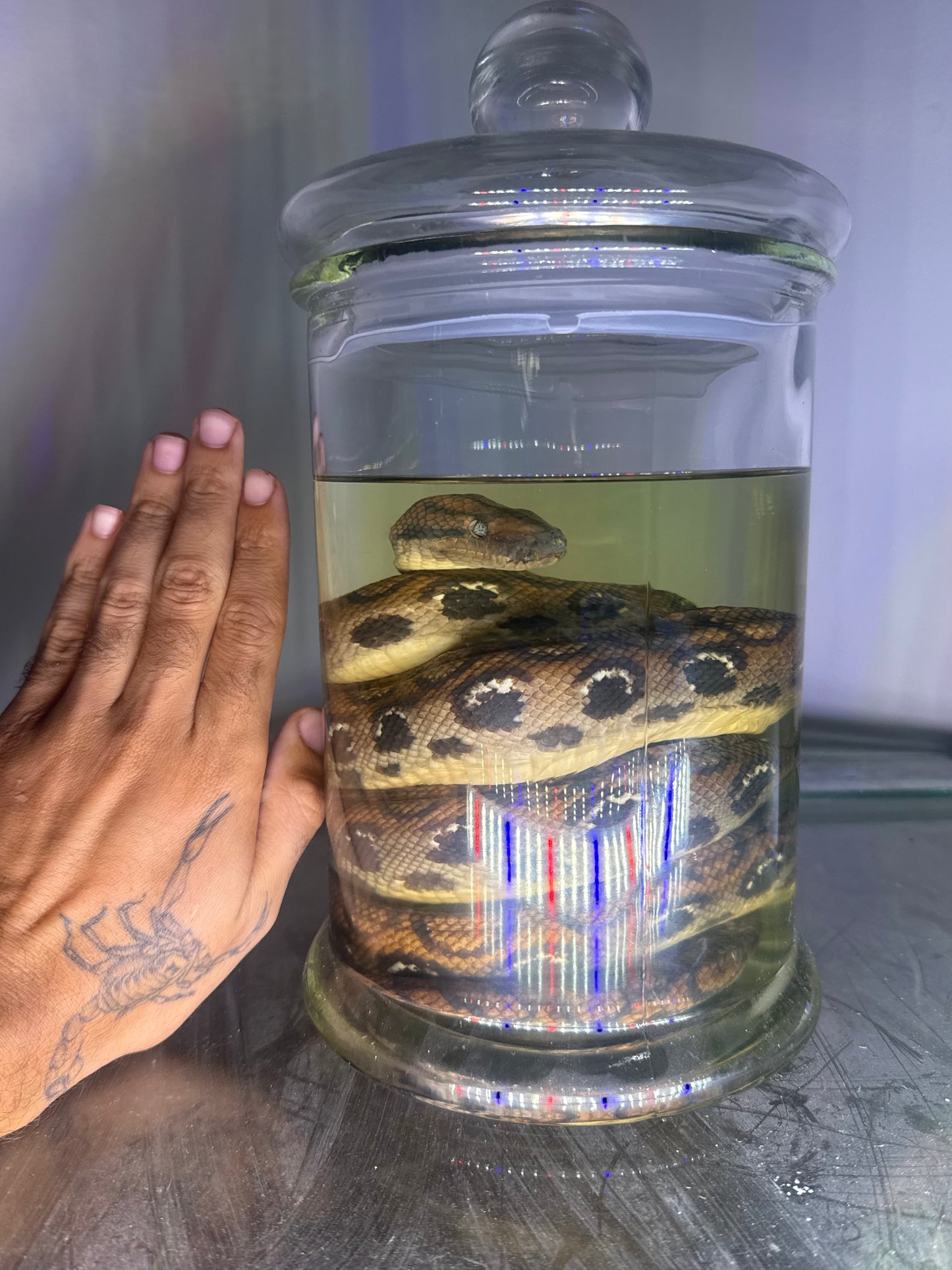 Rainbow Boa Specimen Large