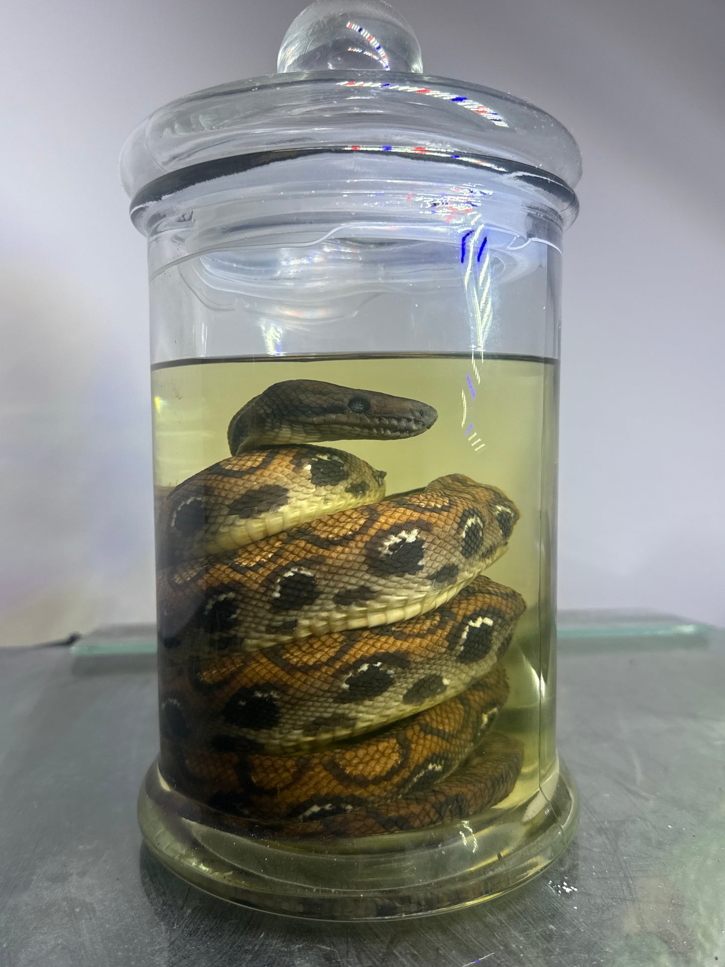 Rainbow Boa Specimen Large